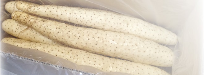 北海道産の長芋「えぞ一番」
